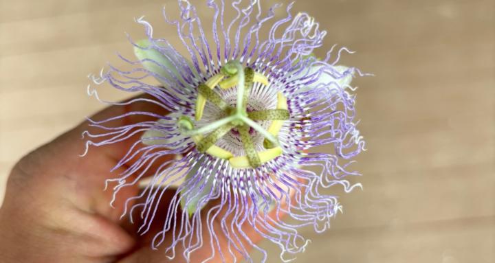 7folds life coaching 