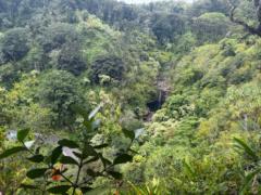 Sayali Gole