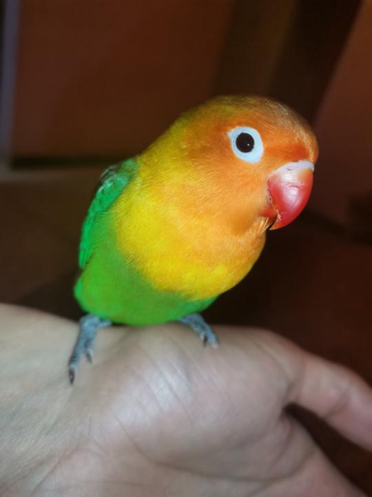 Youssef Cherif mourchid