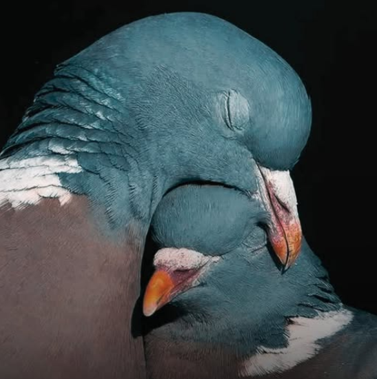 Perspicacity - The amazing intelligence of Pigeons
