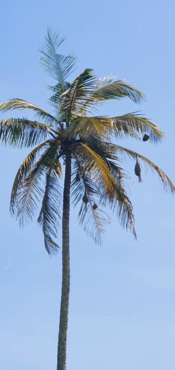 Guys have any one of you been to India Goa ?
