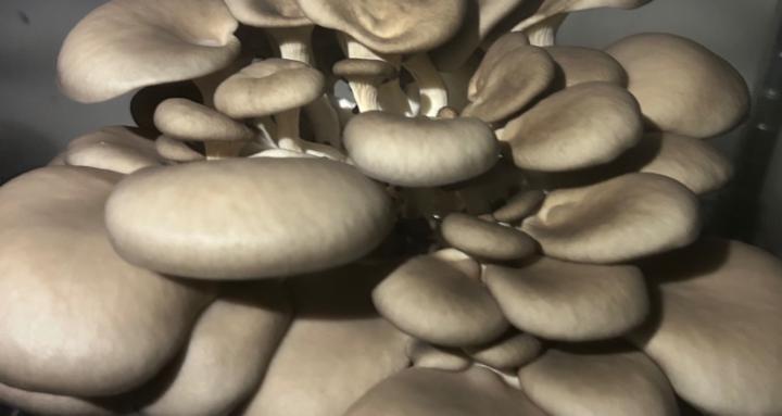 RealFunGuy Mushroom Farm