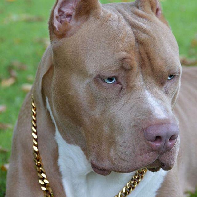Resting Pit face, can anyone relate?
