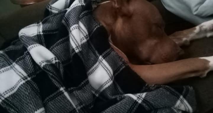 Pittie Parents Party
