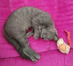 Jean-Pierre Mbongué