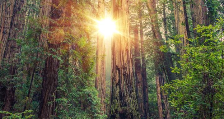 Conscious Healing Community