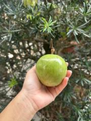 Huynh thi Thuy trang