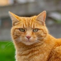 Test Test