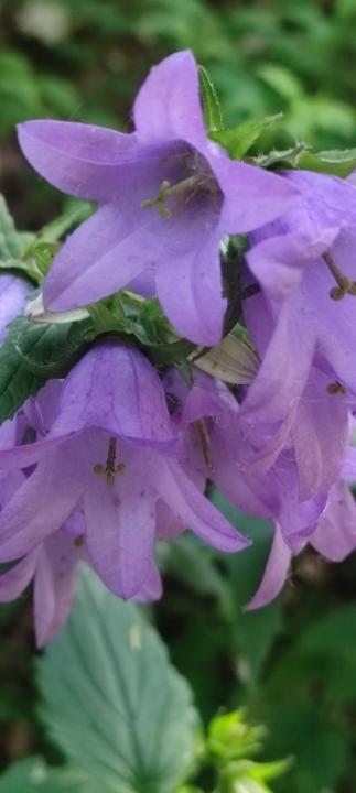 Anna Gyapjasne Kaczor