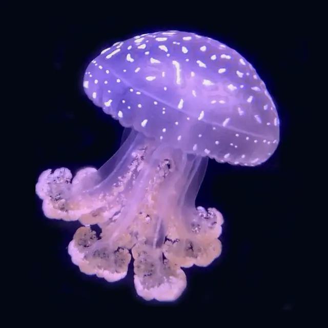 正傑 楊