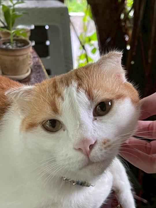 Lalichat Siwaphornwat