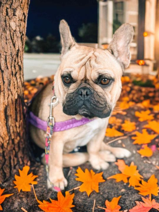 Златина Петкова