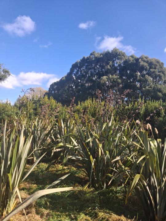Tipene Mcshane