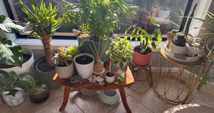 Indoor plants 