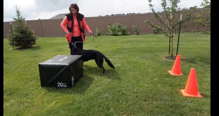 Pack Legends Dog Training