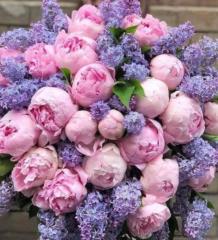 Lilas Dujardin