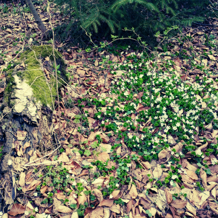Folge der Natur Deines Herzens