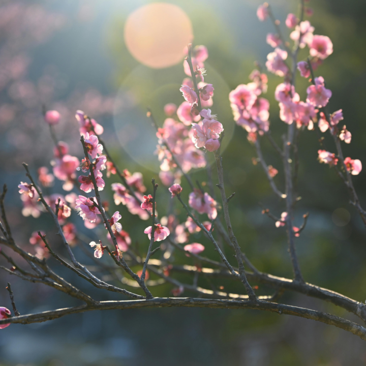 🌸 Des Herzens Weisheit
