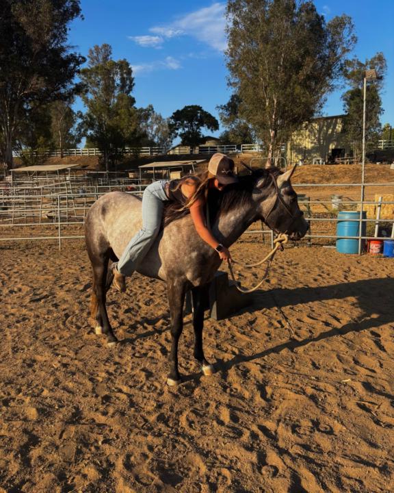 🐴 Welcome to TrainSmart Equine!