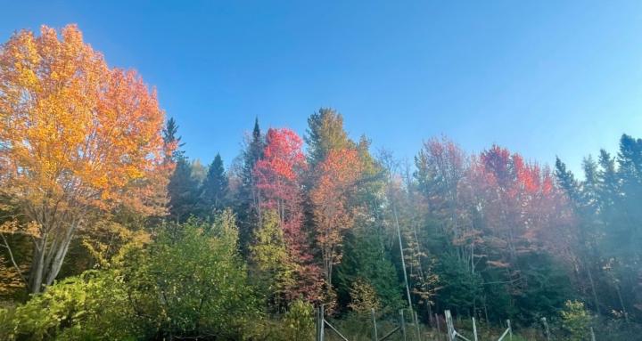 Eco gardens and food forests