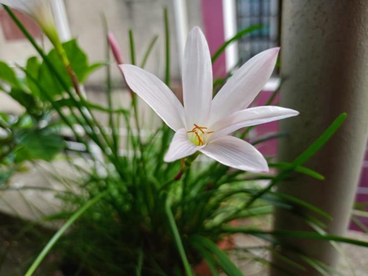 Shanti Das