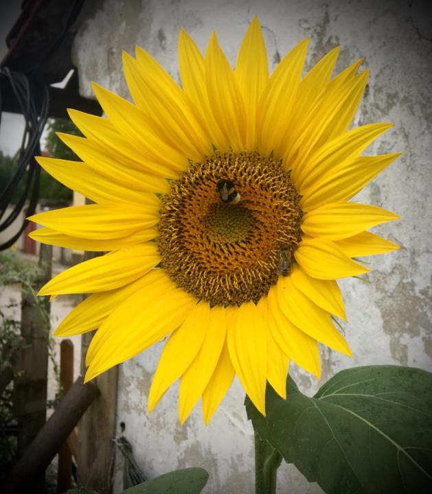 Sylvia Romančíková