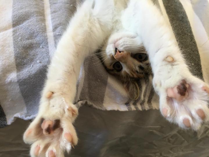 Cats and Crafts! 