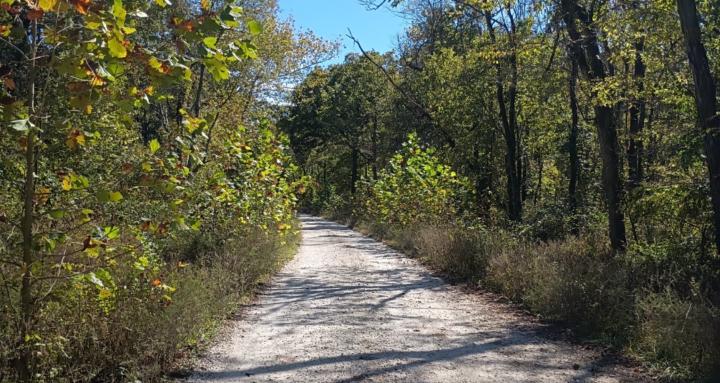 April's Enchanted Forest