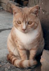 Muhammad Ayyan