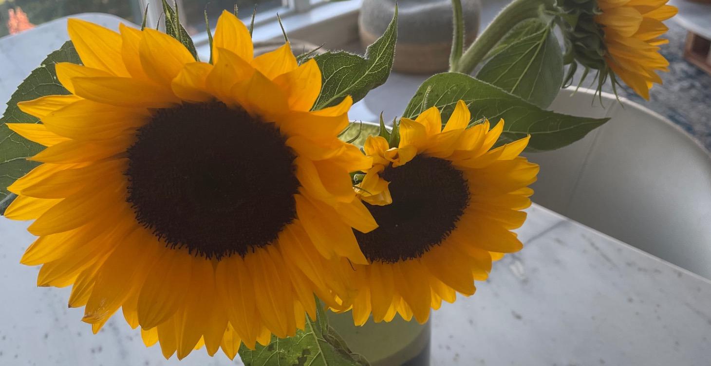 How’s Your Wellness?