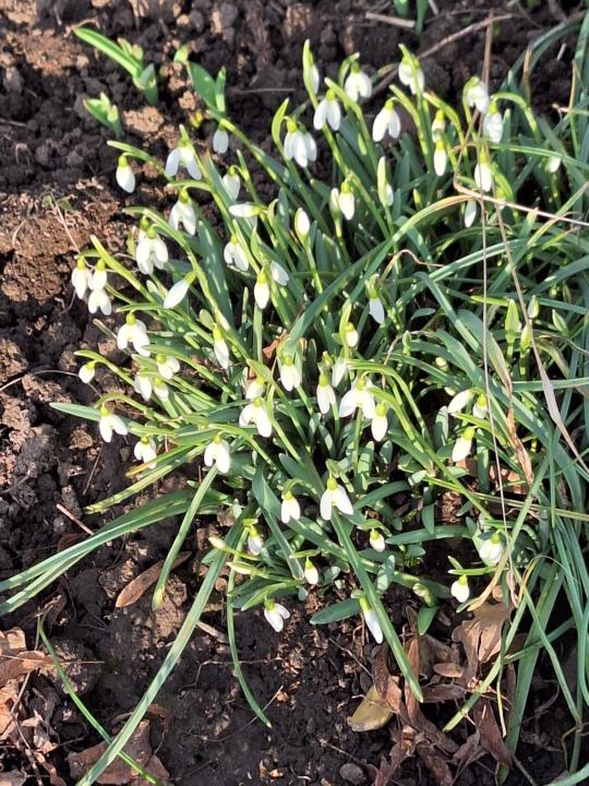 Endlich Frühling, hast du auch Schneeglöckchen im Garten?