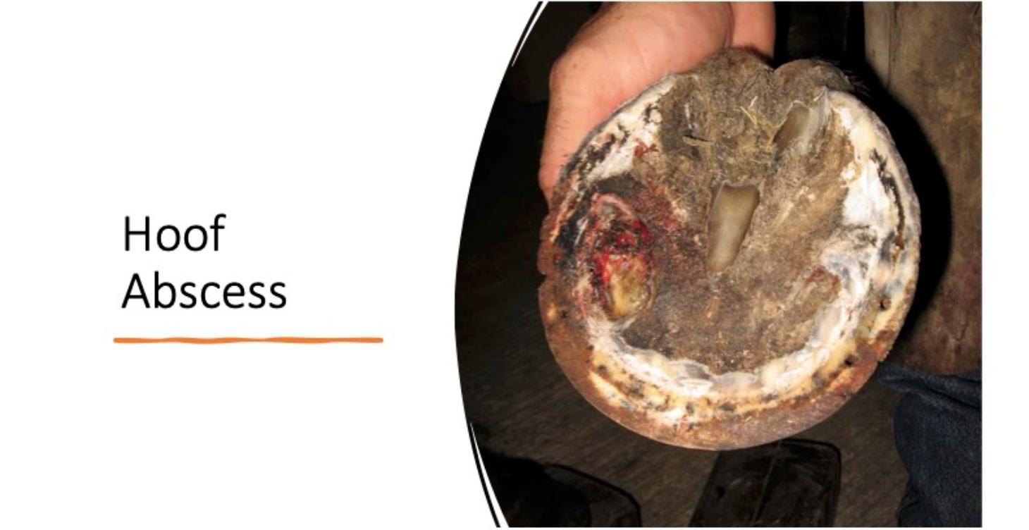 Hoof Abscess