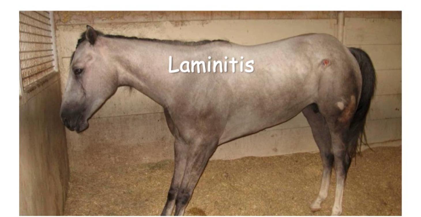 Laminitis