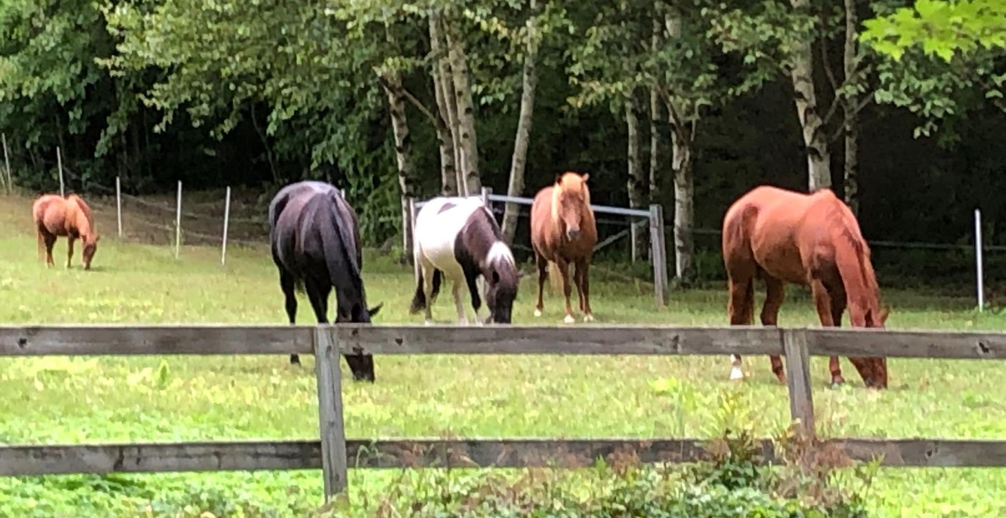 Basic horse info for beginners