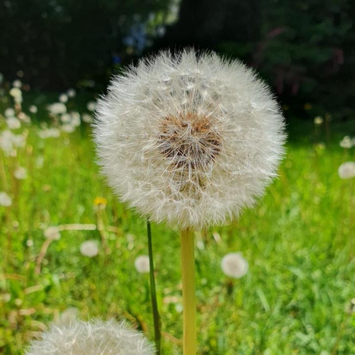 María José Alcocer Concha