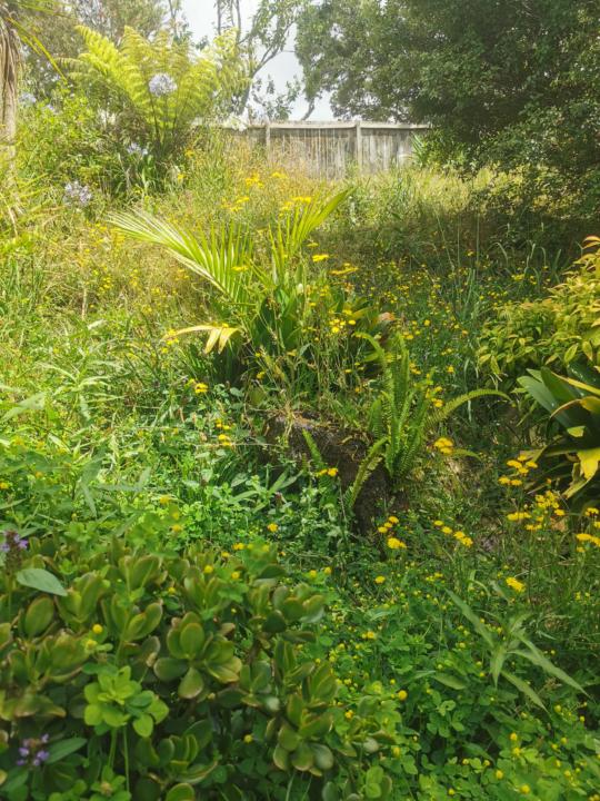 Reclaiming overgrown bank