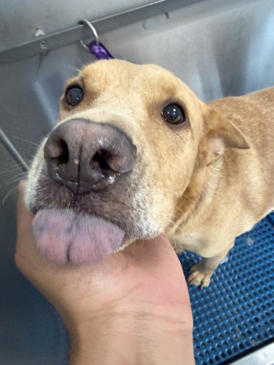 Where does your dog usually get a bath?