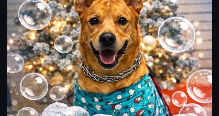 the Dog Bath Blueprint