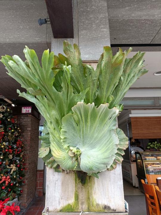 洪 銀河
