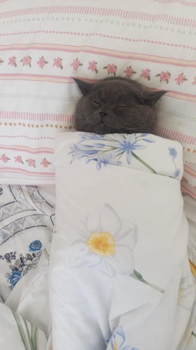 Mehmet Botan Çavli Botan Çavli