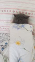 Mehmet Botan Çavli Botan Çavli