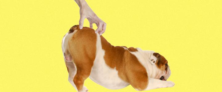 Why Do Dogs Like Being Scratched Above Their Tail?