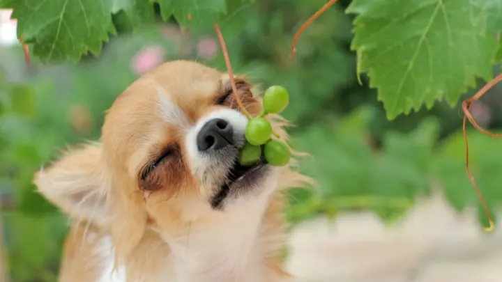 Can Dogs Eat Grape Leaves What You Need to Know Dog School