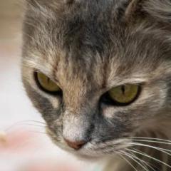 Izan Daniel Fernandez Huertes