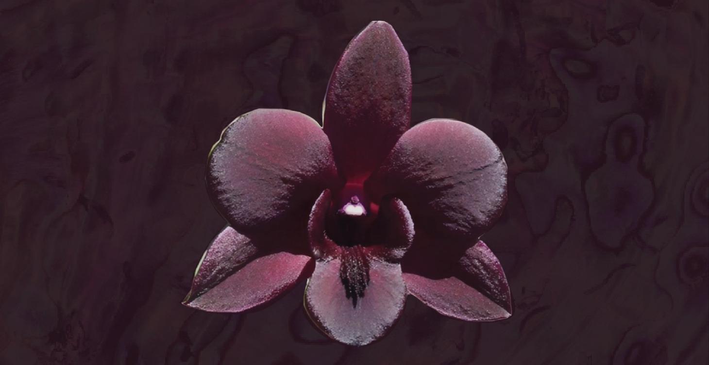 Templo de Liderazgo Femenino | 2024