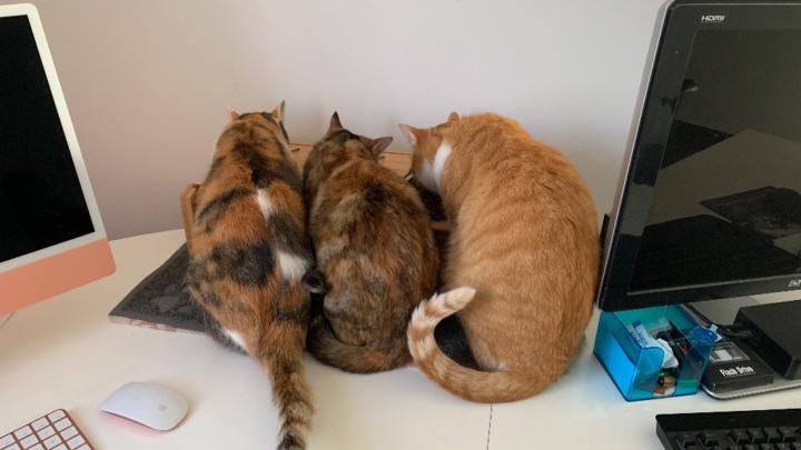 Christiane Bringtown Nevelstyn