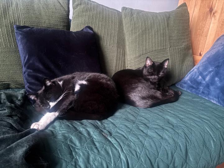 Gosia Neto