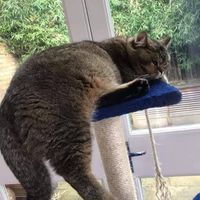 Florin-Georgian Grigore