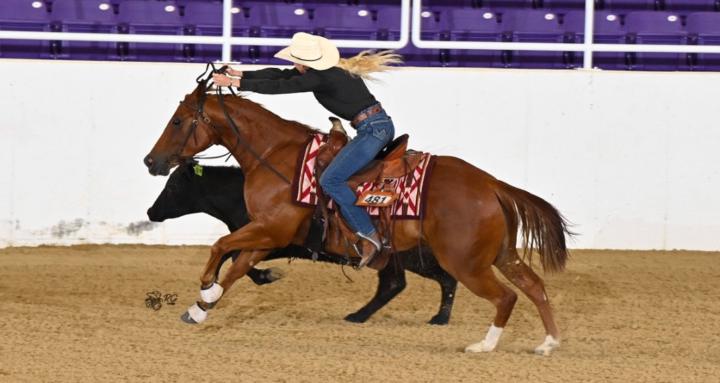 Everyday Horsemanship