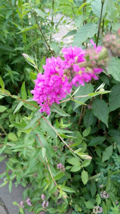 Sollte Skool 🟡 komplett in Deutsch sein? 